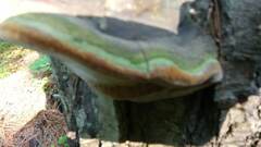 Fomitiporia hartigii