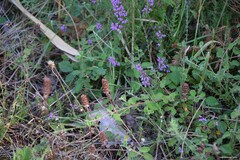 Calluna vulgaris