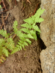 Cystopteris fragilis
