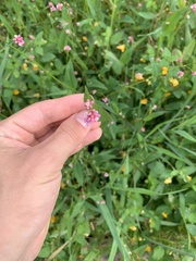 Persicaria sagittata