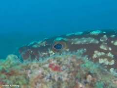 Epinephelus marginatus