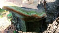 Fomitiporia hartigii