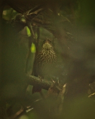 Syndactyla rufosuperciliata