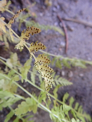 Cystopteris fragilis