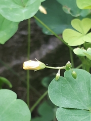 Oxalis stricta