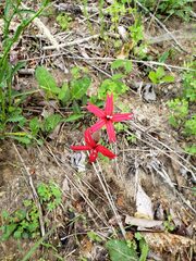 Silene virginica