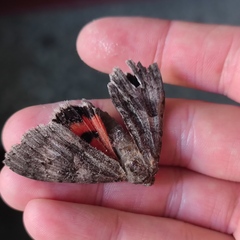 Catocala nupta