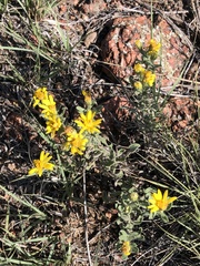 Heterotheca