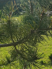Pinus mugo