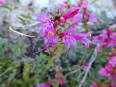Penstemon newberryi