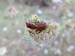 Graphosoma italicum italicum