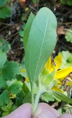 Helianthus hirsutus