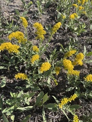 Solidago missouriensis