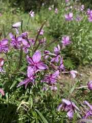 Chamaenerion fleischeri