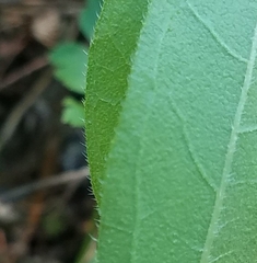 Helianthus hirsutus