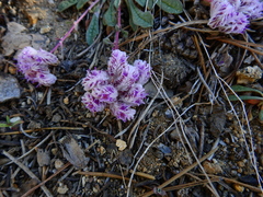 Calyptridium monospermum