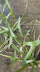 Sagittaria sagittifolia