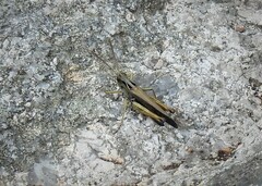 Omocestus viridulus