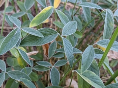 Bituminaria bituminosa