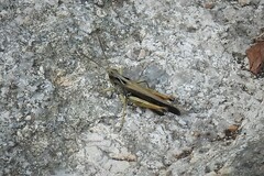 Omocestus viridulus