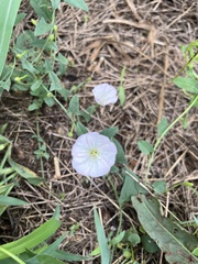 Convolvulus