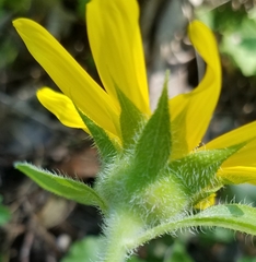Helianthus hirsutus
