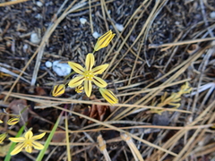 Triteleia ixioides