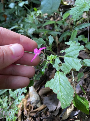 Impatiens rubromaculata image