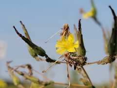 Lactuca serriola