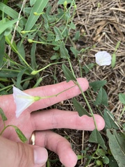 Convolvulus