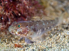 Vanneaugobius canariensis