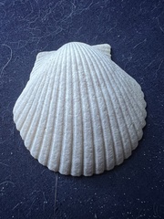 Argopecten irradians