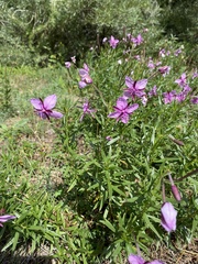 Chamaenerion fleischeri