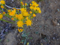 Senecio aronicoides