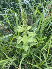 Amaranthus retroflexus