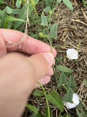 Convolvulus