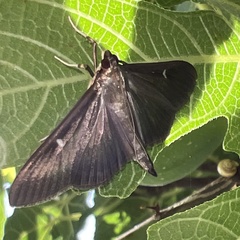 Cydalima perspectalis