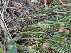 Bituminaria bituminosa