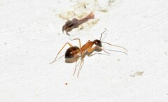 Camponotus sanctus