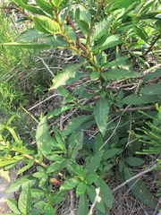 Phytolacca octandra