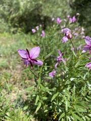 Chamaenerion fleischeri