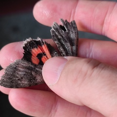 Catocala nupta