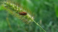 Deraeocoris ruber