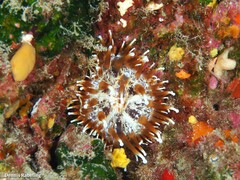 Telmatactis cricoides