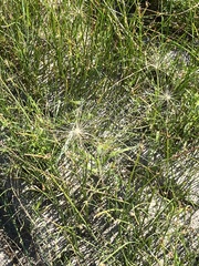 Plantae
