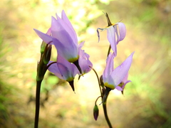 Primula tetrandra