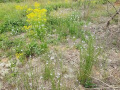 Nuttallanthus canadensis