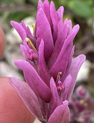 Castilleja raupii