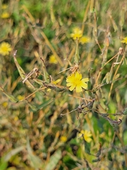 Lactuca serriola
