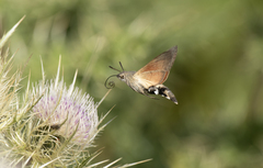 Macroglossum stellatarum